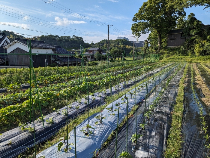 神戸市内の当社の農園「サードライフファーム」。なすび、パプリカ等を育てている様子