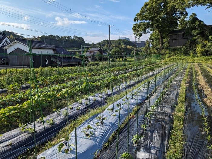 神戸市内の当社の農園「サードライフファーム」。なすび、パプリカ等を育てている様子
