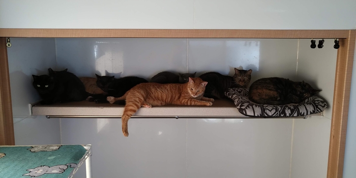 シェルターで過ごす猫たち