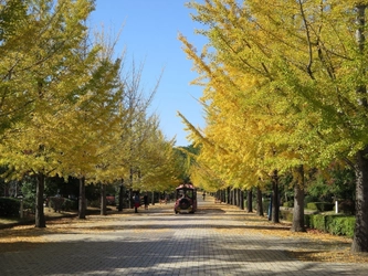 この秋も！西武鉄道・西武観光バスが相互協力し 秩父ミューズパーク展望台行き早朝臨時急行バスを往復運転！