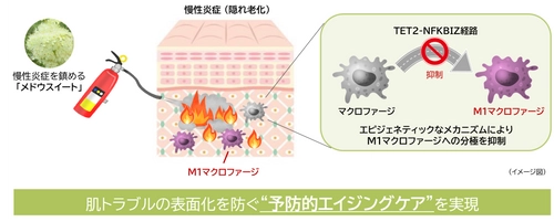 “隠れ老化”である慢性炎症の鎮静に植物でアプローチ(1)