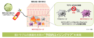 研究成果の概要
