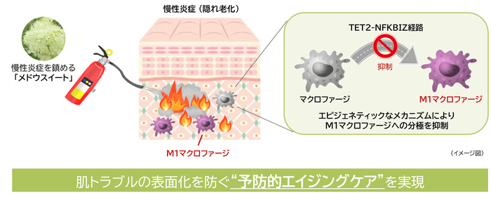 研究成果の概要