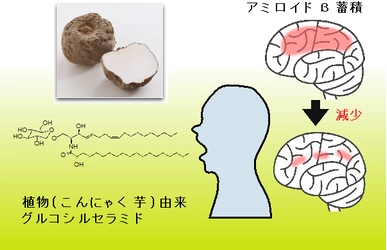 認知症予防にはこんにゃく由来グルコシルセラミドが効果的　 ～植物セラミドでヒト脳内アミロイドβ蓄積抑制を確認～