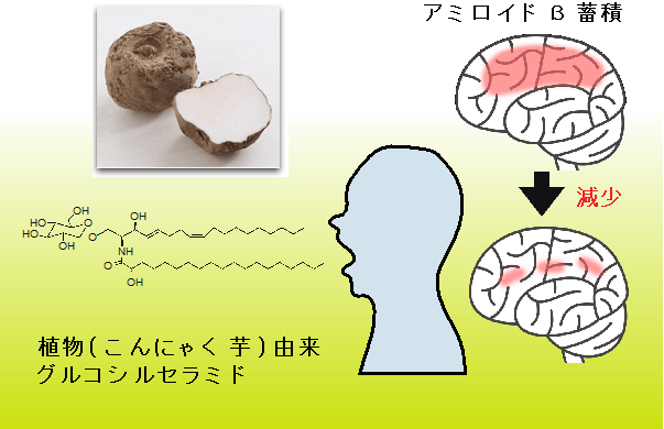 こんにゃくセラミドのアミロイドβペプチド蓄積抑制効果