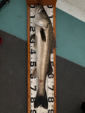 釣果の一部(2)