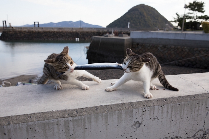 猫写真6