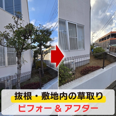 便利屋「クリーンアップ」抜根の様子