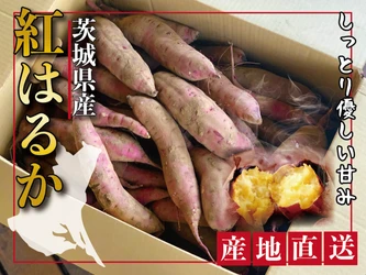【地産地消×秋の味覚】茨城県土浦市「いのちの郷」にて、ねっとり甘い「紅はるか」のさつまいも掘り＆焼き芋体験イベントを10月10日(土)に開催！