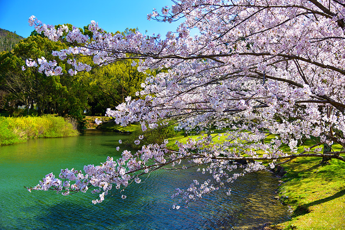 風情溢れる五十鈴川沿いの桜