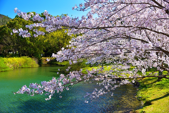 風情溢れる五十鈴川沿いの桜