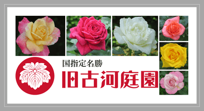 6月19～21日撮影の当園のバラ（二番花）