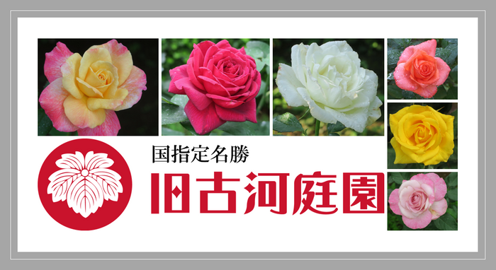 6月19～21日撮影の当園のバラ（二番花）