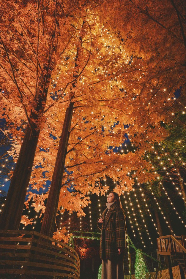 「森のクリスマスツリー」の下で光を見上げる