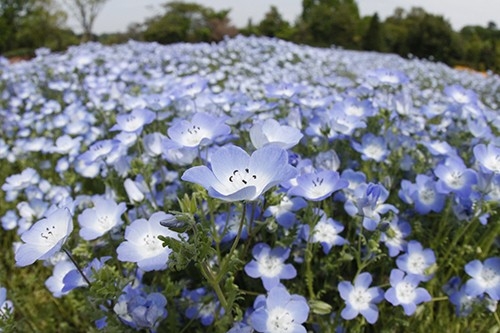 ネモフィラ