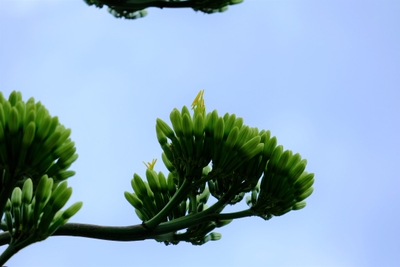 ついに開花し始めたリュウゼツラン(7月19日撮影)