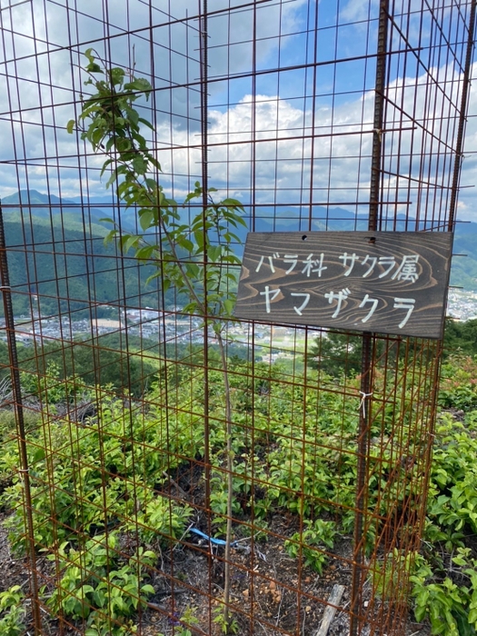 サクラの新名所が期待されます