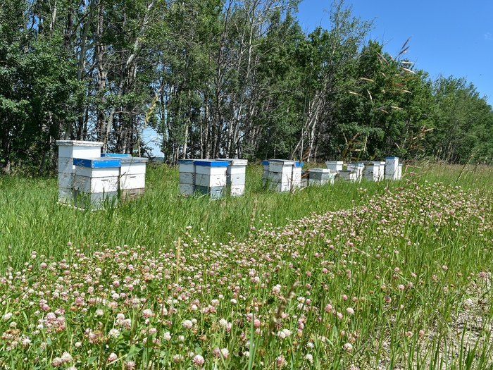 カナダ・アルバータ州のクローバー畑