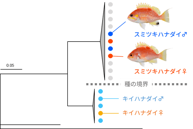 図3　系統解析結果（スミツキハナダイとキイハナダイはそれぞれ別のクラスターに分かれ、各種の雌雄は入れ子状に配置された）