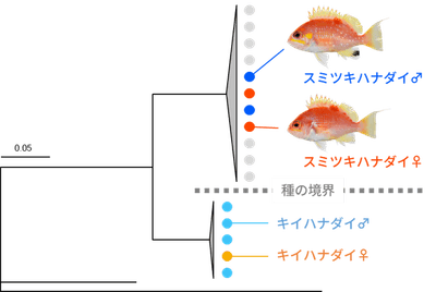 図3 系統解析結果(スミツキハナダイとキイハナダイはそれぞれ別のクラスターに分かれ、各種の雌雄は入れ子状に配置された)