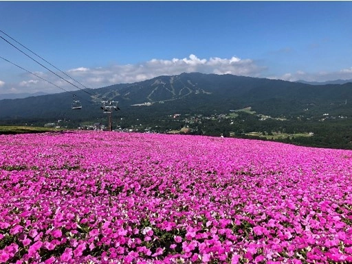 標高1,000mのテラスで食べる新作スイーツは必見！ ～日本最大級4万株の桃色吐息が咲き誇る！！～ 岐阜県郡上市『ひるがのピクニックガーデン』7月10日オープン