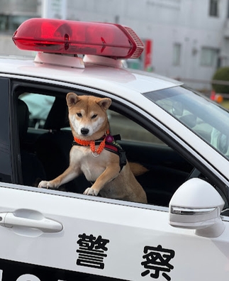 柴犬の警察犬　まめ
