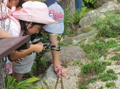 六甲高山植物園　夏休みの宿題解決イベント 「食虫植物のひみつ展」7/13（土）～開催！