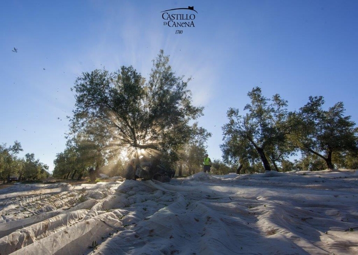 今期オリーブ収穫の様子_4