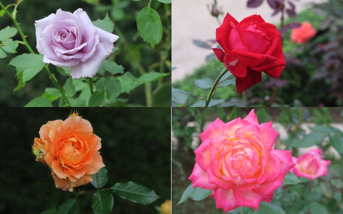 最新の開花状況