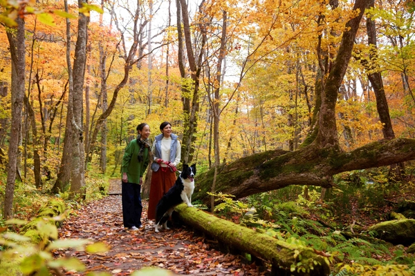 10月中旬の奥入瀬渓流