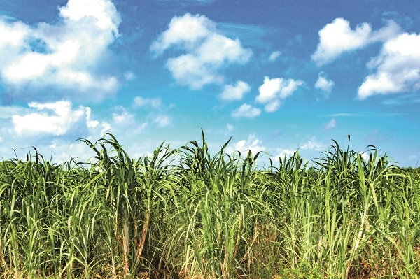 サトウキビ畑(イメージ)