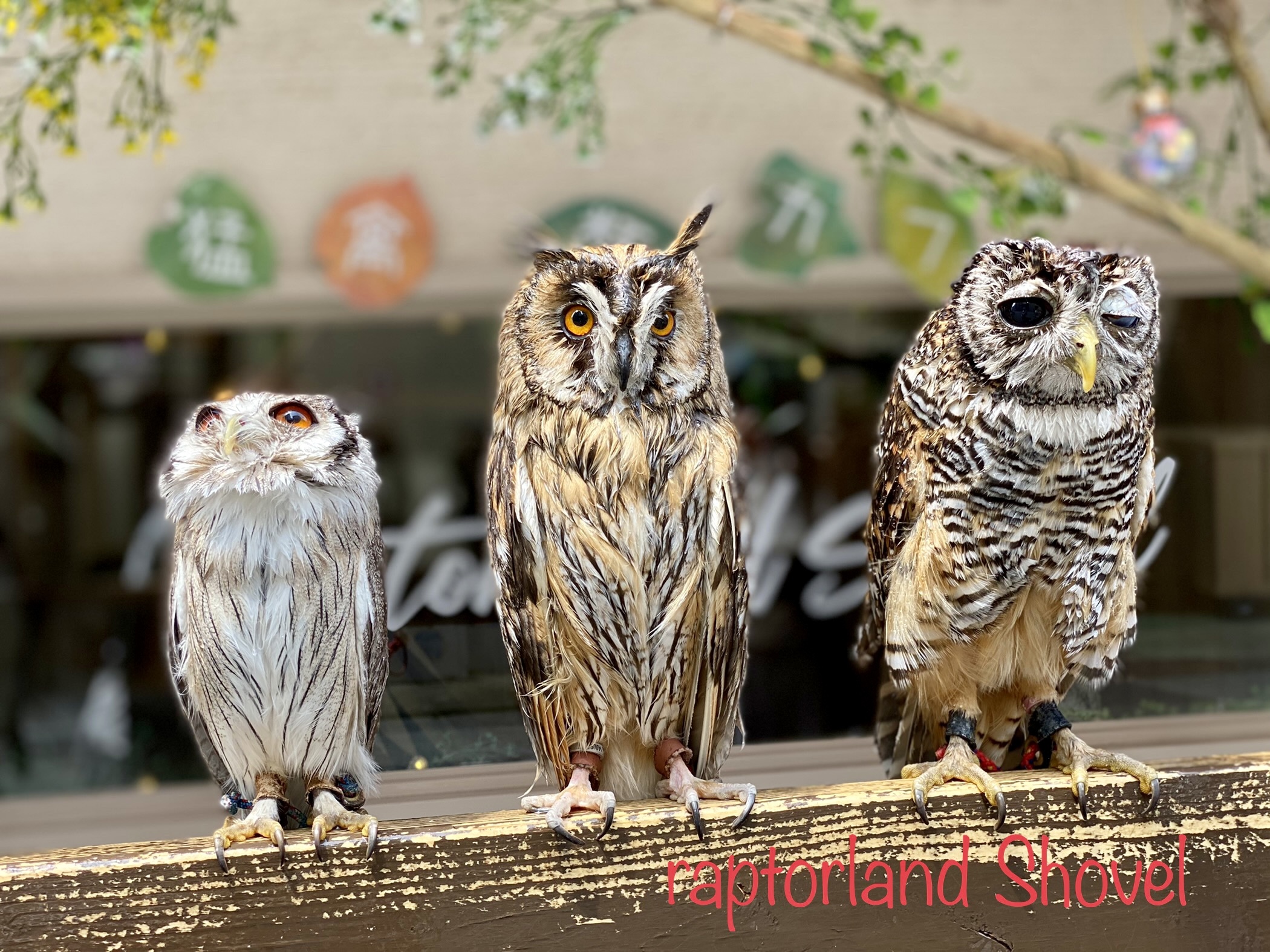 大阪・難波の猛禽類カフェ「ラプターランドシャベル」の 人気No.1を