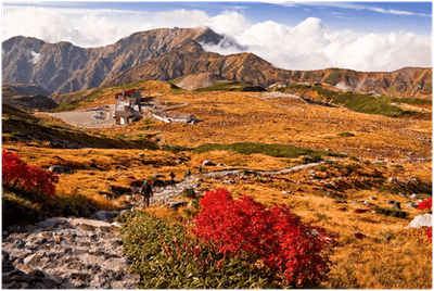赤黄色の絨毯を敷いているような室堂平の紅葉