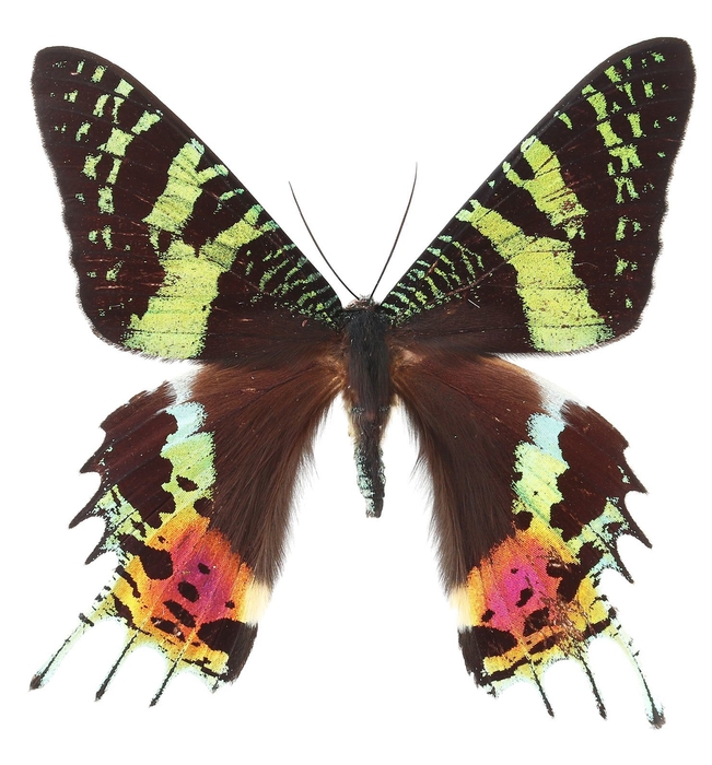 ニシキオオツバメガ (c)丸山宗利