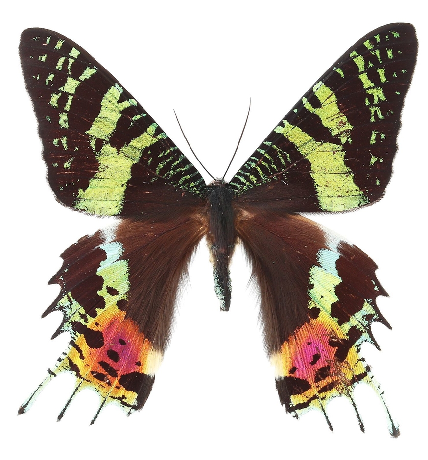 ニシキオオツバメガ (c)丸山宗利