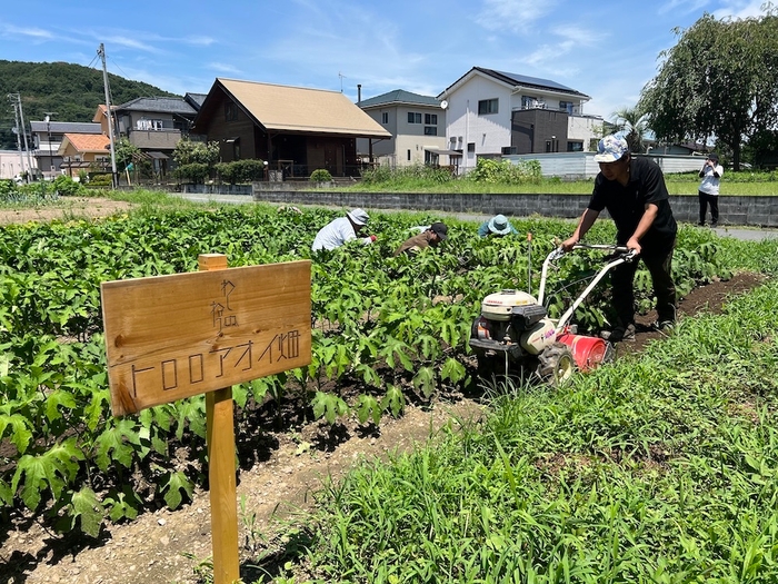 わしのねりプロジェクトで栽培