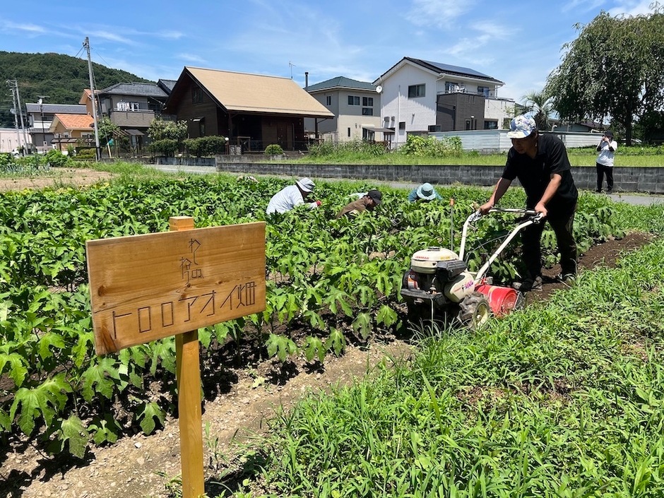 わしのねりプロジェクトで栽培