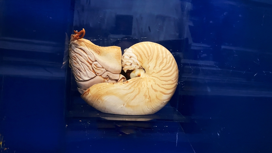 オウムガイ (c)国立科学博物館