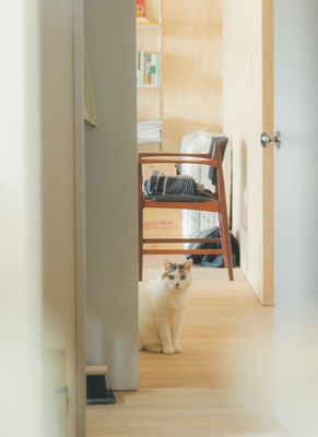 愛猫チョビ