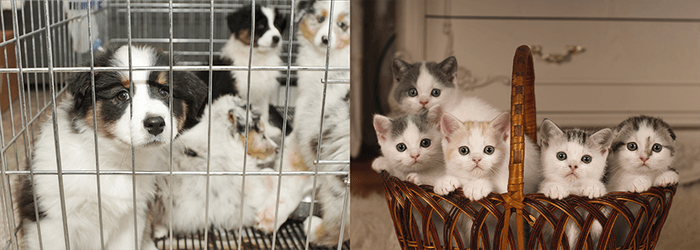 3: Matching-Pet / マッチングペット