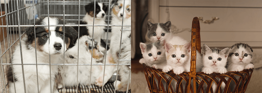 3: Matching-Pet / マッチングペット