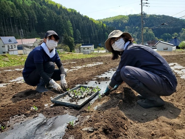 ひと苗ずつ丁寧に畑に植え替えました。