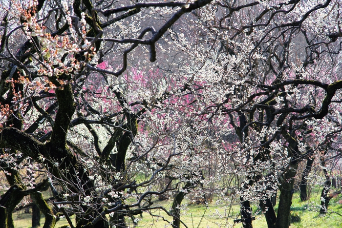 過去の満開のうめ園の様子