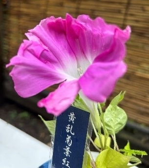 変化朝顔の展示(昨年の様子)