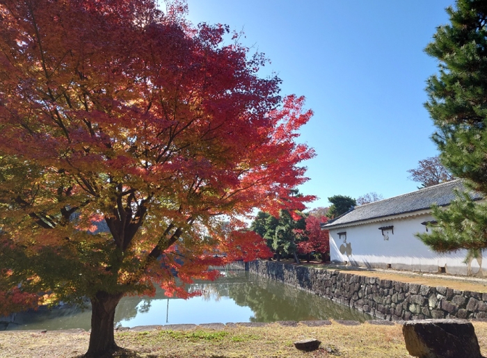 二条城 紅葉風景