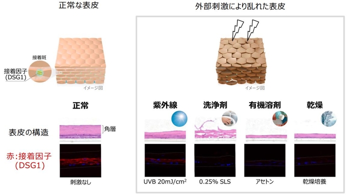 図1　外部刺激による表皮構造の乱れとDSG1の減少