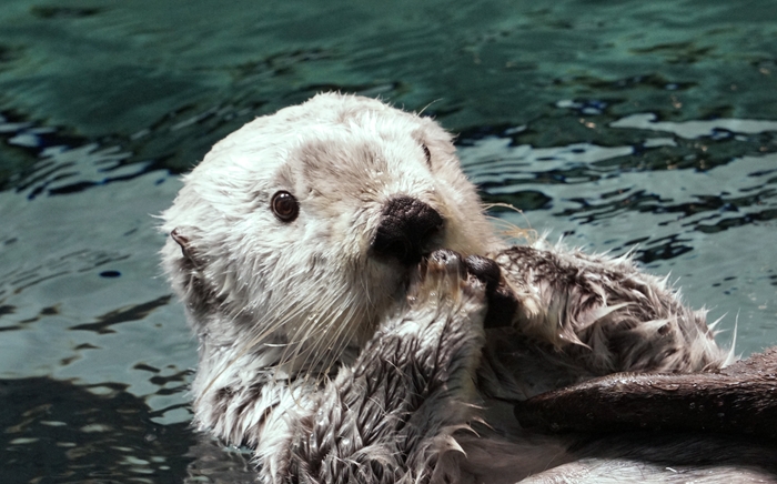 ぶりっこパタ(掲載写真)