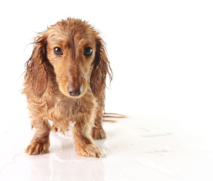 飼い主さんが忙しくお散歩に行けない日や雨の日など、お散歩に行けない際は無理にお散歩に行く必要はありません！