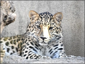 福山市立動物園にアムールヒョウがやってくる