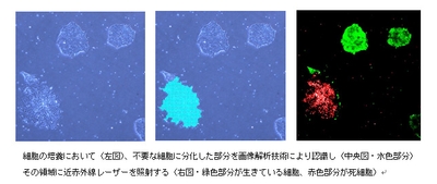 細胞の培養において不要な細胞に分化した部分を画像解析技術により認識しその領域に近赤外線レーザーを照射
